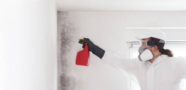 Best Mold Remediation for Specific Building Types in Flanders, NY